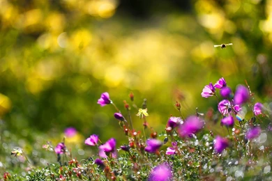 Summer Flowers HD Wallpapers   Summer Flower Images, New Wallpapers