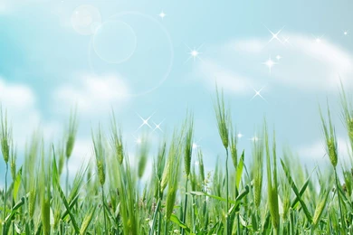 Desktop Wallpapers · Gallery · Computers · Wheat Ears Summer ...