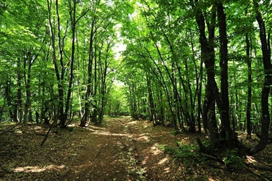 Forest Backgrounds   1429331