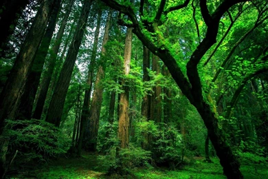 Green Forest Best Wallpapers