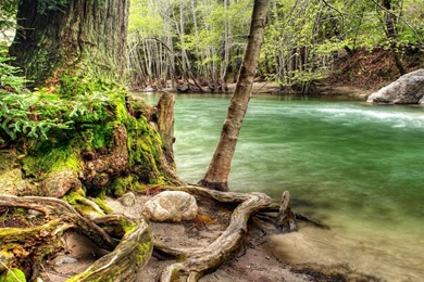 FOREST BACKGROUNDS WALLPAPER   (