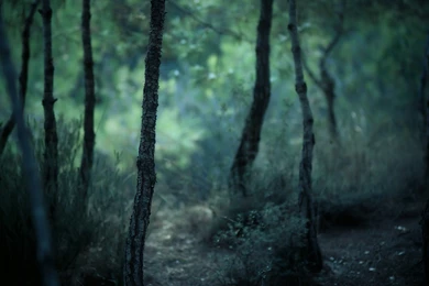 1273 Forest HD Wallpapers