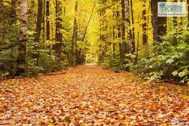 Desktop Backgrounds National Forest Foundation