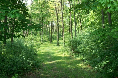 Forest Backgrounds Wallpapers   101968