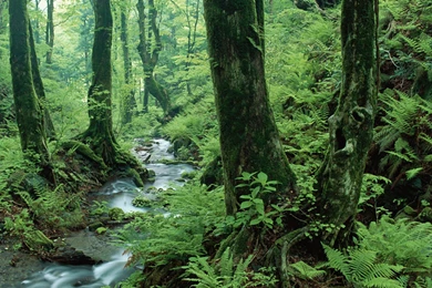 Desktop Forest Wallpaper.gif 1 600×1 200 Pixelů