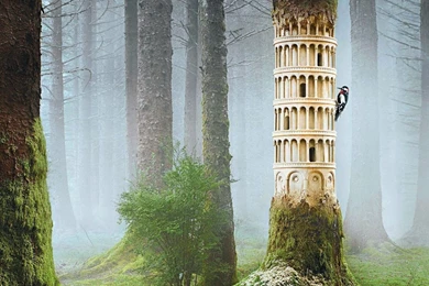 110 Forest HD Wallpapers