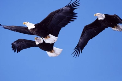 Animals Wallpapers   Animals Wallpapers (31476956)   Fanpop