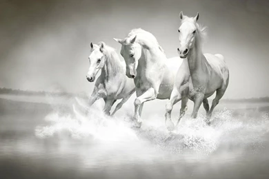 Horses   Animals Wallpapers (34414323)   Fanpop