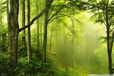 Beautiful Green Forest HD Desktop Wallpapers : High Definition ...