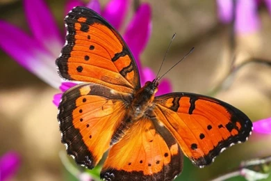 Wallpapers   Animals Wallpapers (31387697)   Fanpop