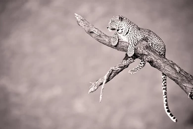 Animals Wallpapers_animal Wallpapers_download Free Wallpapers