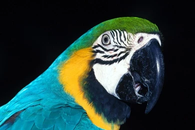 Animals Wallpapers   Animals Wallpapers (31476973)   Fanpop