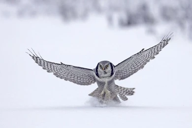 Dogs: Argos Animals Boxer Animal Drama Dramatic Backgrounds ...