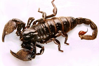 Free Scorpion Wallpapers Download   Animals Town