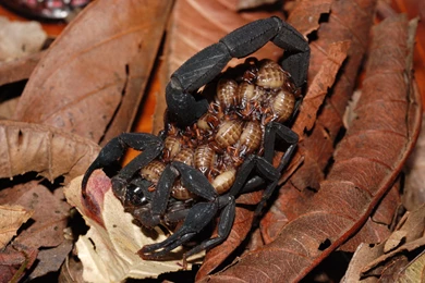 19 Scorpion HD Wallpapers