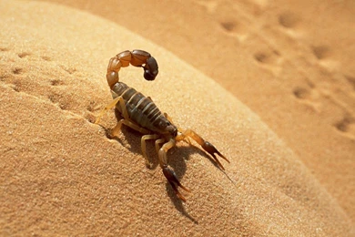 Black Scorpion HD Wallpapers   HD Wallpapers Blog