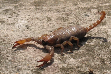 Scorpion Wallpapers   Animals Town