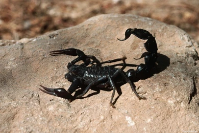 Black Scorpion HD Wallpapers   HD Wallpapers Blog