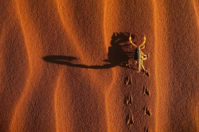 Wallpapers Of A Scorpion In The Desert