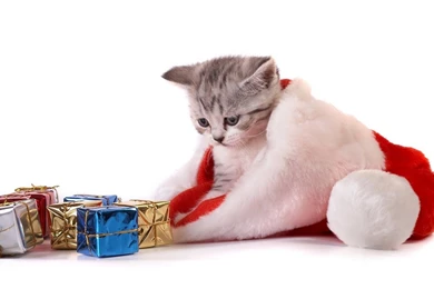 Cute White Cat Wearing A Cap Santa Claus Wallp