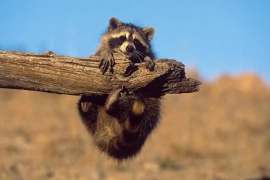108 Raccoon HD Wallpapers