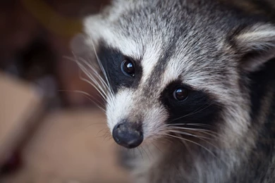 11 Excellent HD Raccoon Wallpapers   HDWallSource.com