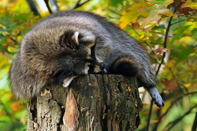 Raccoon Wallpapers   Animal Wallpapers