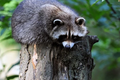 Raccoon Wallpapers   Animal Wallpapers