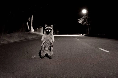 108 Raccoon HD Wallpapers