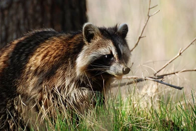 108 Raccoon HD Wallpapers