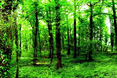 Green Forest Backgrounds HD Wallpapers