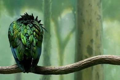 Wallpapers Tagged With GREEN