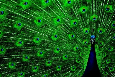 Peacock HD Wallpapers Pictures