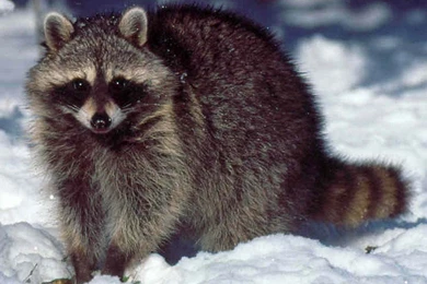 Raccoon Wallpapers And Backgrounds   Animals Town