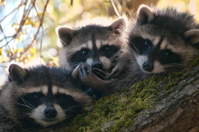 Cute Raccoons Wallpapers