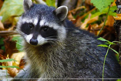 Young Raccoon Wallpapers