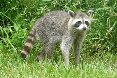 Free Raccoon Wallpapers Download   Animals Town