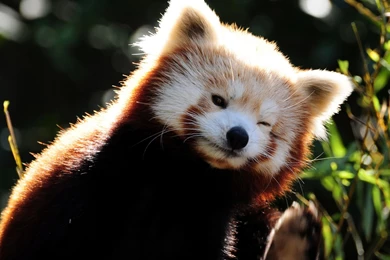 Funny Animals Raccoon Wallpapers