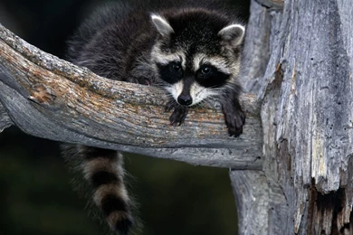 Free Wallpapers Baby Raccoon On Tree
