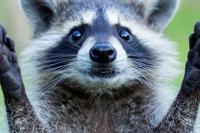 Download Wallpapers 750x1334 Raccoon, Paws, Animal, Funny iPhone 6 ...