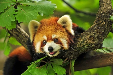 Raccoon Tree Wallpapers