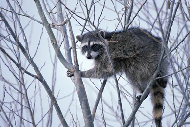 Raccoon Wallpapers Desktop Backgrounds