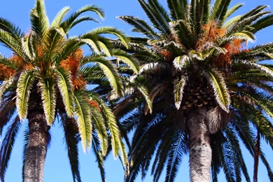 Palm tree backgrounds   Puckett Pages