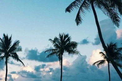 Iphone Palm Trees Backgrounds Palms Wallpapers Lockscreen ...