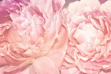 Peonies   Wallpaper.