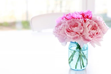 White Peonies   Wallpaper.