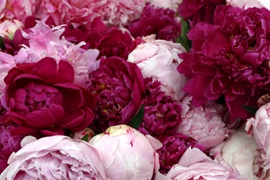 Peonies Wallpapers