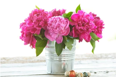 Peonies (