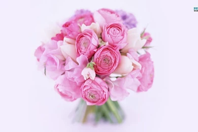 Peony Flower Wallpapers