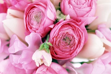 Download Wallpapers 2560x1024 Peonies, Tulips, Flower, Flowers ...